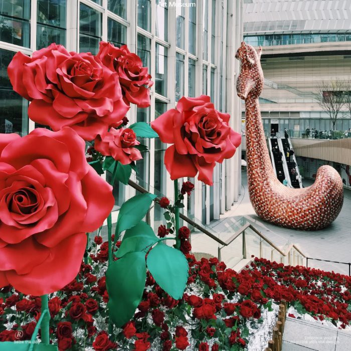 Квітка денного паперу Святого Валентина